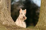 SCOTTISH TERRIER 191